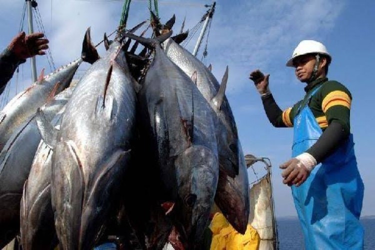 Lindungi Awak Kapal Perikanan, Kemenko Marves Percepat Ratifikasi Konvensi ILO No. 188
