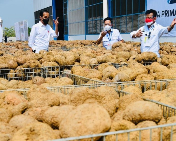 Ada KUR BNI Buat Petani Porang Nih, Gabung di Ekosistem Porang, Kredit Cair
