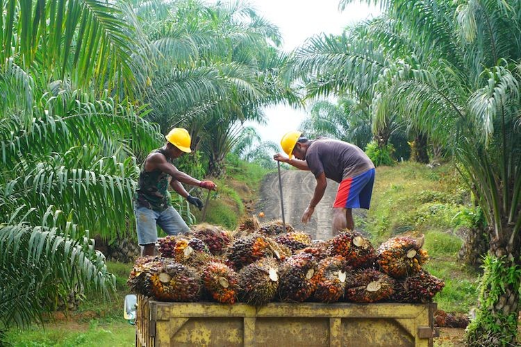 Mahalnya Reputasi: Bahu-membahu Menjaga Reputasi Sawit